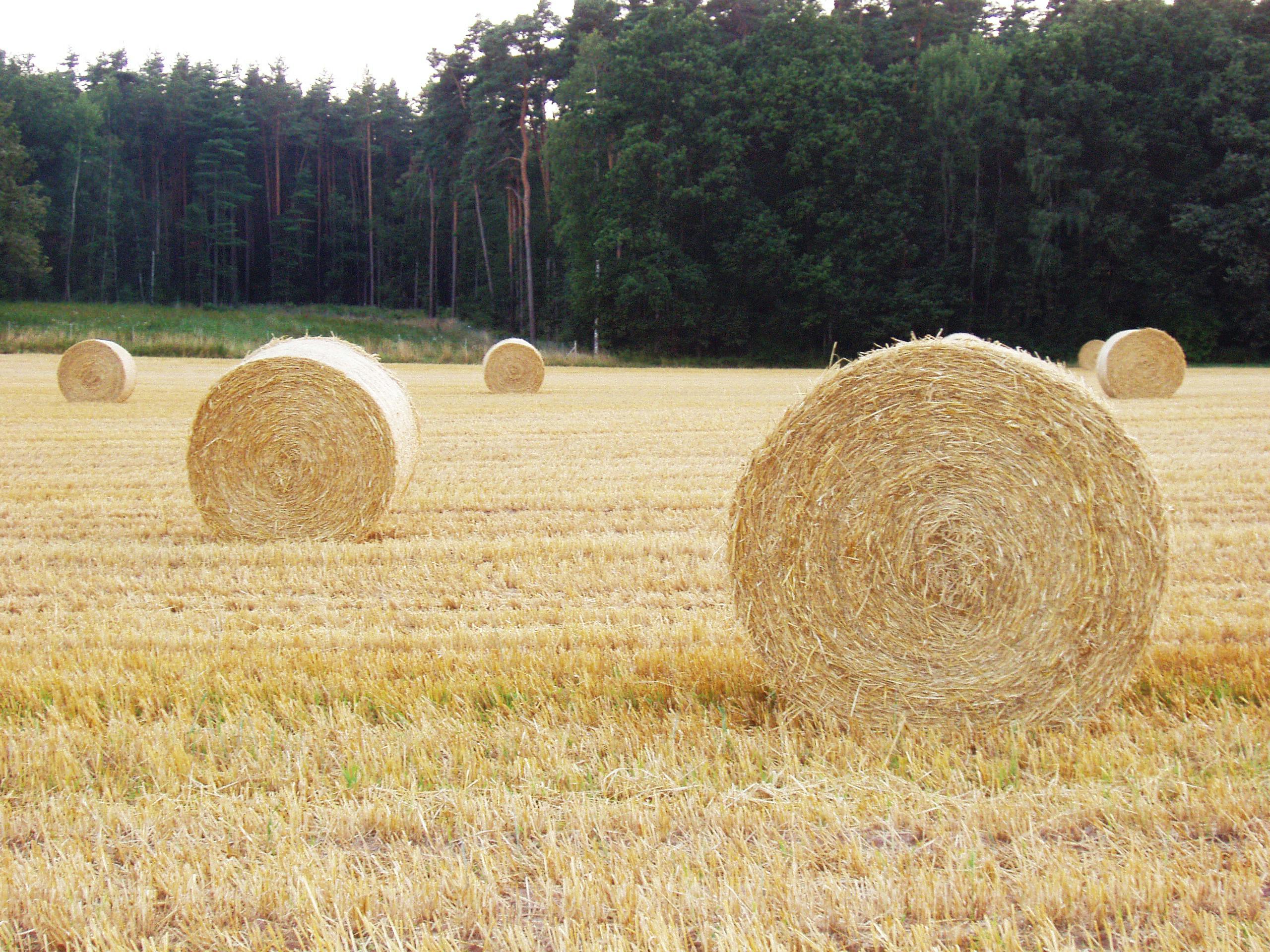 Golden hay bales dot a rural countryside field surrounded by lush forest.